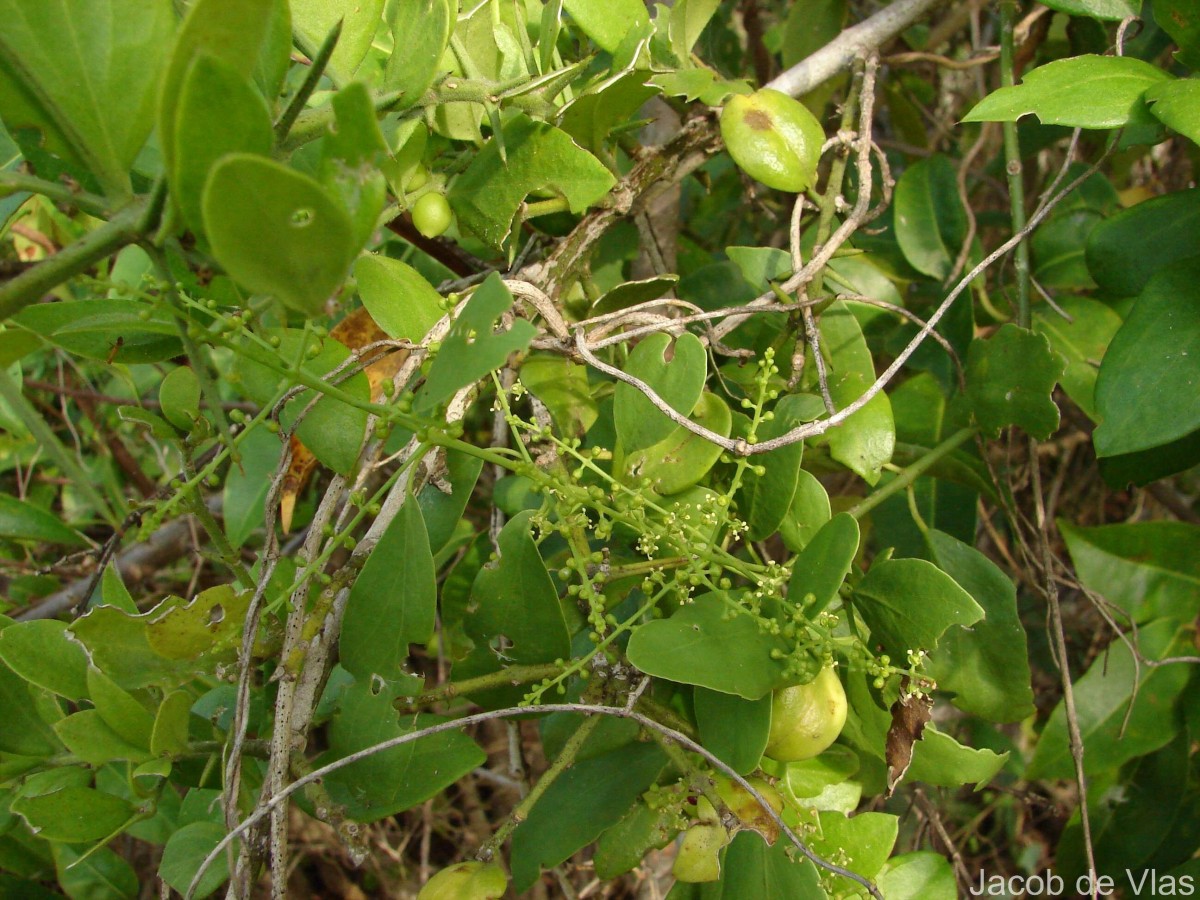 Salvadora persica L.